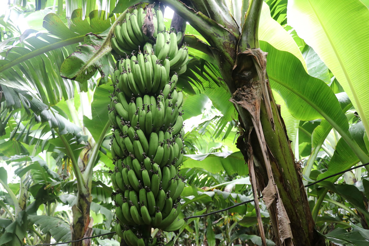 फाइल तस्बिर।